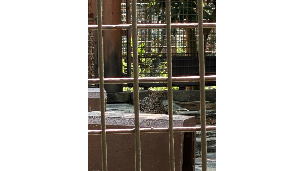 十数年ぶりの砥部動物園